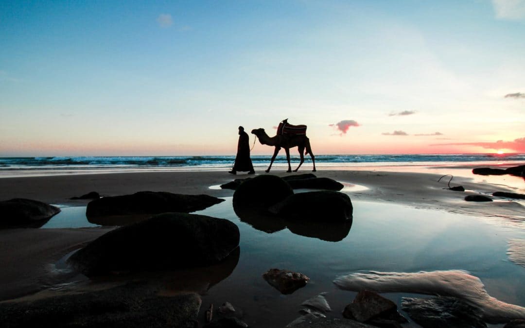 Camel sunset