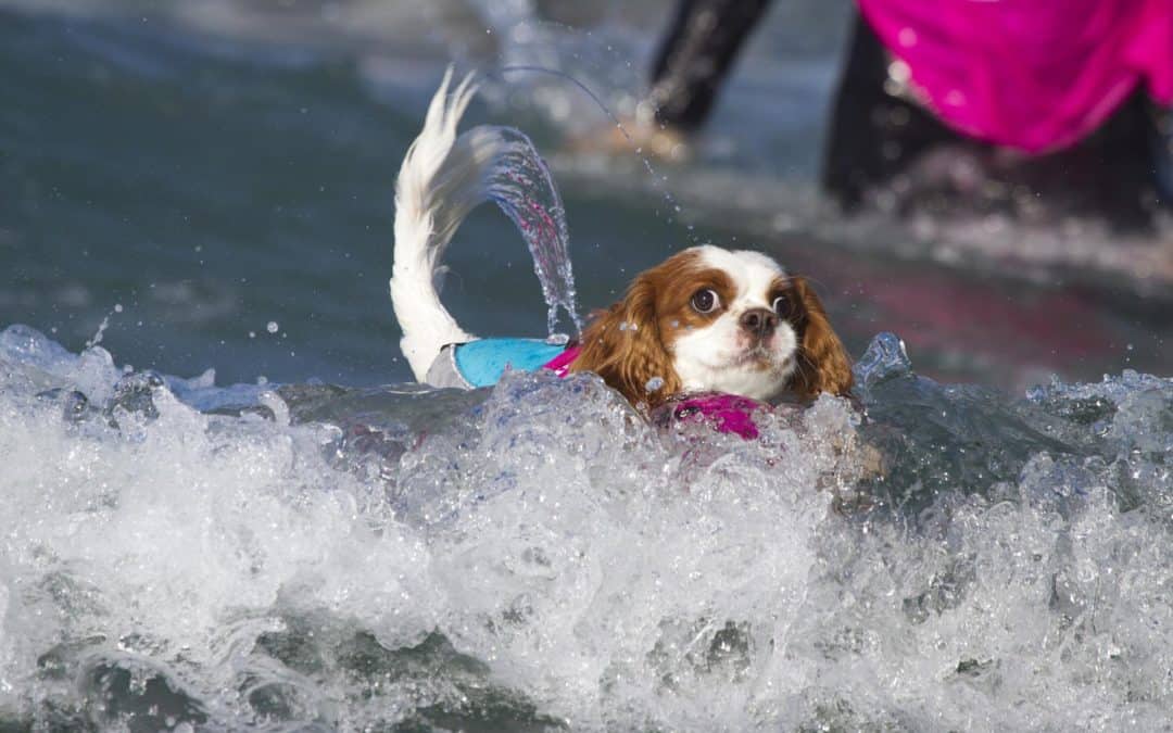 ¿Surf para perros?
